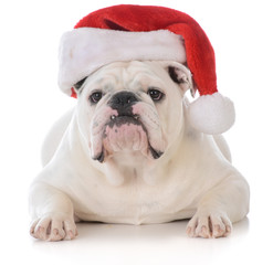 dog wearing santa hat