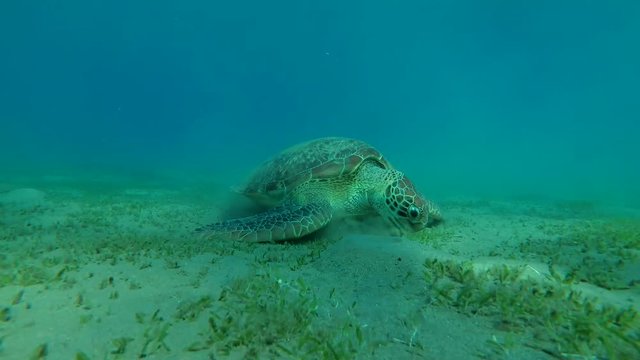Young Green Sea Turtle (Chelonia mydas) eats the sea grass on a sandy bottom, Red sea, Marsa Alam, Abu Dabab, Egypt
