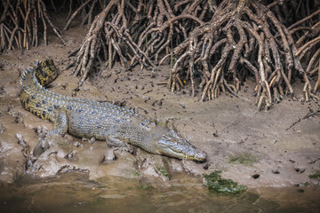 Salzwasserkrokodil in den Mangroven des Trinity inlet, Cairns, Australien