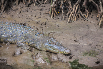Salzwasserkrokodil in den Mangroven des Trinity inlet, Cairns, Australien