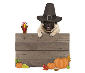 funny pug dog wearing pilgrim hat for Thanksgiving day, with blank wooden sign and turkey, isolated on white background