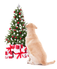 Christmas and new year concept - back view of golden retriever with christmas tree isolated on white