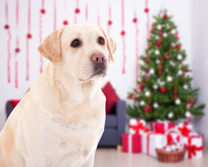 Christmas and new year concept - golden retriever in decorated room with christmas tree