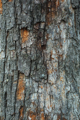 Tree bark. Texture.