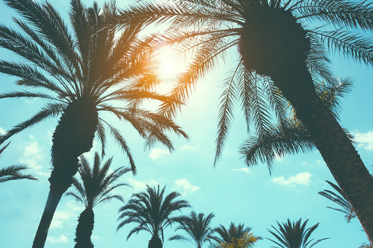 Silhohuettte of palm trees in tropical beach