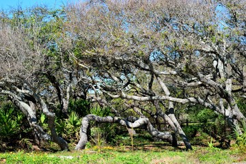 Florida Hammock Trees