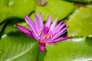 Purple Lotus