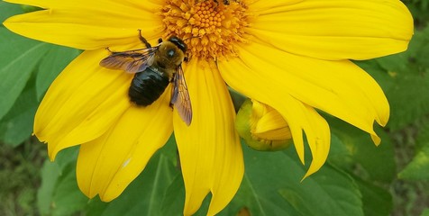 Tropical bumblebee on yellow heliopsis flower in Florida nature, closeup