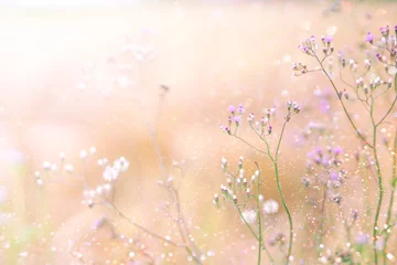Afwasbaar Fotobehang Bloemen grasbloemveld op lenteachtergrond met zonlicht, zachtroze toon en glitterlicht