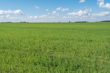 Green meadow with blue sky and clouds