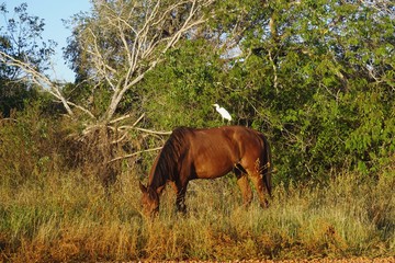 Pferd mit Ibis in Santa Luica, Kuba, Karibik