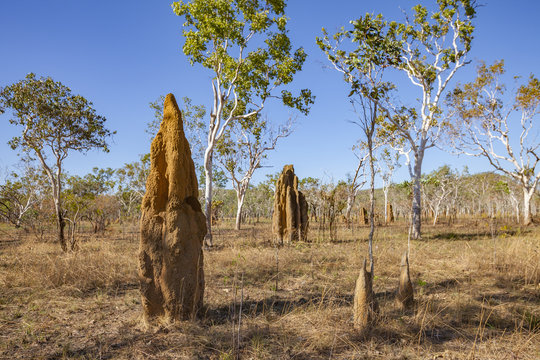 Termitenbau im australischen Outback