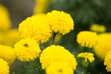 Bee on marigold flowers in the garden