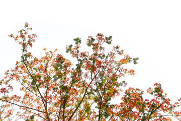 Red flower tree isolated on white background