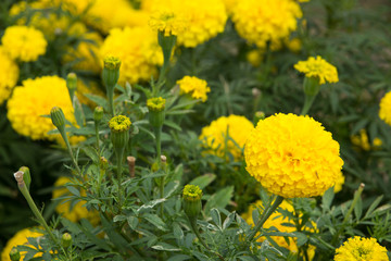 Marigold flowers in the garden