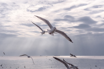Seagulls flying over the sea and are swimming in the water