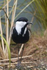 Spur-winged lapwing (Vanellus spinosus)