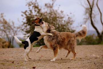 dogattack, two different dogs playing with one another