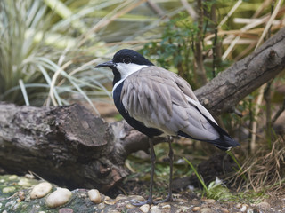 Spur-winged lapwing (Vanellus spinosus)