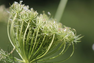 Wiesenblume