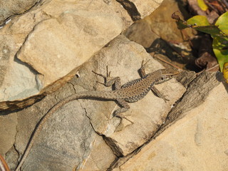 Lizard taking sunbath
