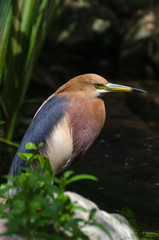 vogel 7