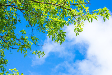 Naklejki  Green leaves branch against blue sky and clouds nature background 