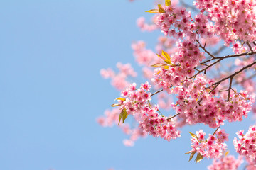 Wild Himalayan Cherry