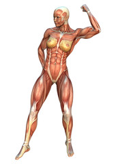 3D Rendering Muscle Maps