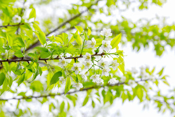 White Cherry Blossom