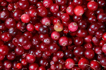 Cowberry cranberry texture
