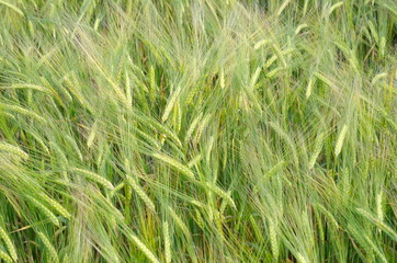 The ears of barley (lat. Hordeum), background