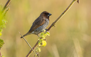 Fototapeta premium Close up of Scaly Breasted Munia