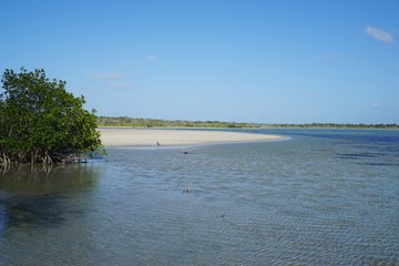 Lagune mit Mangroven, Wasservögeln und Flamingos in Santa Lucia auf Kuba | Karibik