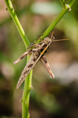 A  grasshopper on tree.