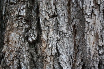 Old wood bark texture