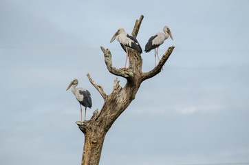 Fototapeta na wymiar The herons on old tree.