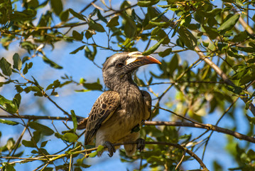 African Grey Hornbill bird (Tockus nasutus)