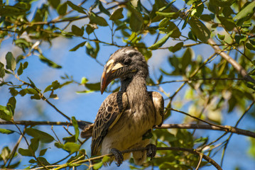 African Grey Hornbill bird (Tockus nasutus)