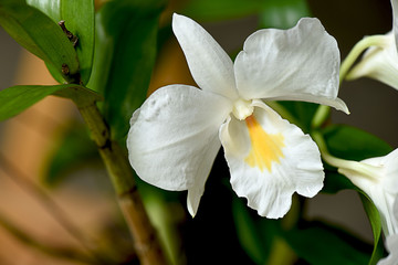 Dendrobium formosum
