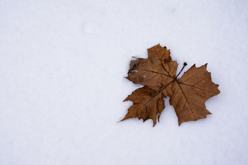 A leaf in the snow