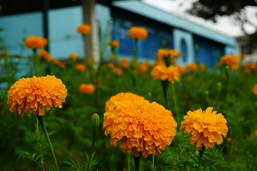 Marigold flowers on the bloom in the garden