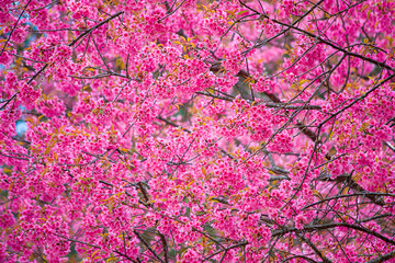 Prunus cerasoides or Wild Himalayan Cherry.