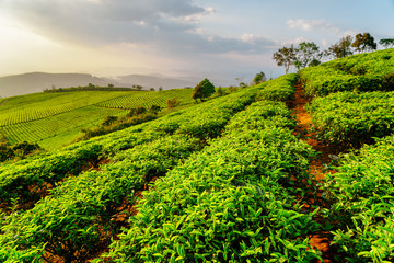 Fototapeta na wymiar Scenic rows of young bright green tea bushes in evening