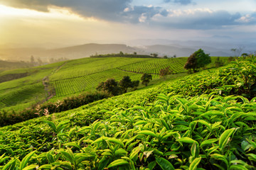 Scenic rows of green tea bushes and colorful sunset sky