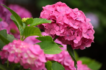紫陽花_あじさい_ピンク