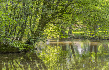 idyllic park scenery