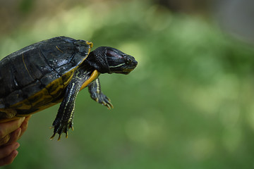 Obraz premium Turtle