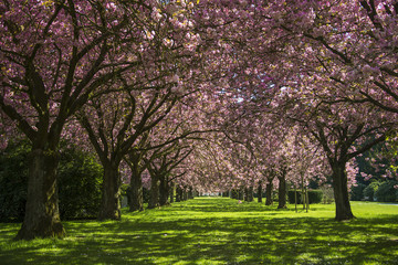 Obraz premium Blühende Bäume