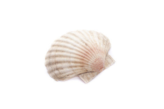 Shell isolated on white background